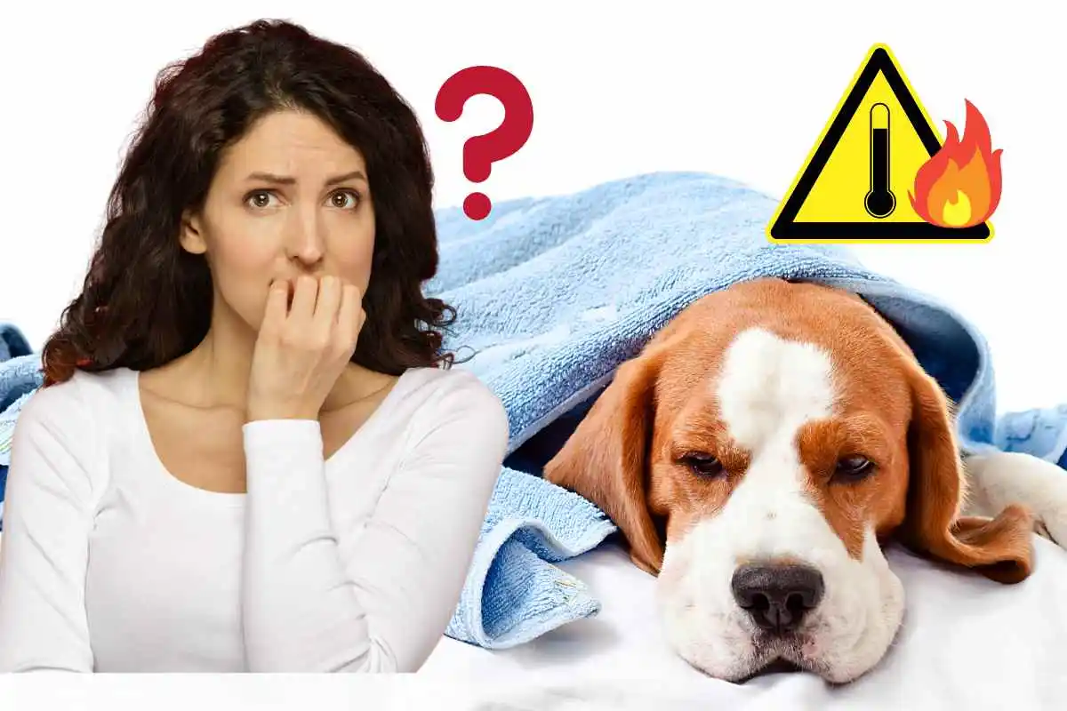 come capire se il cane ha la febbre 
