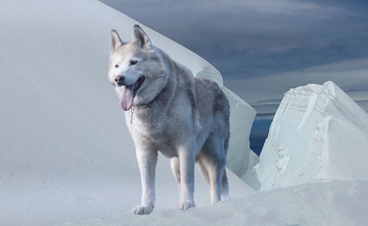 cane Husky