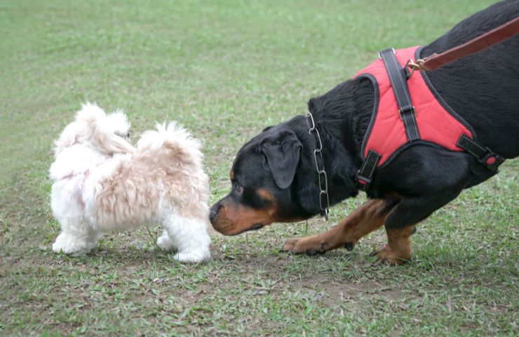 cani annusano parti intime