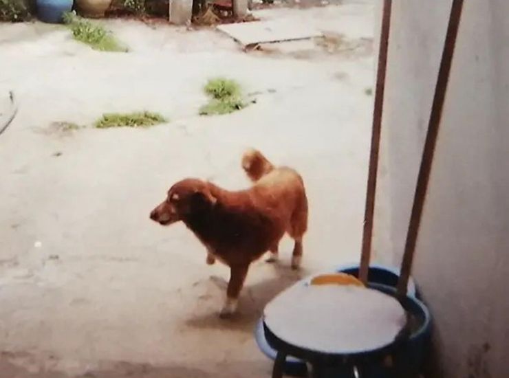 Bobi, chi è il cane più vecchio al mondo e quanti anni ha