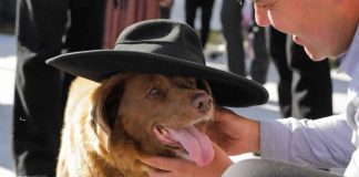 Bobi, chi è il cane più vecchio al mondo e quanti anni ha