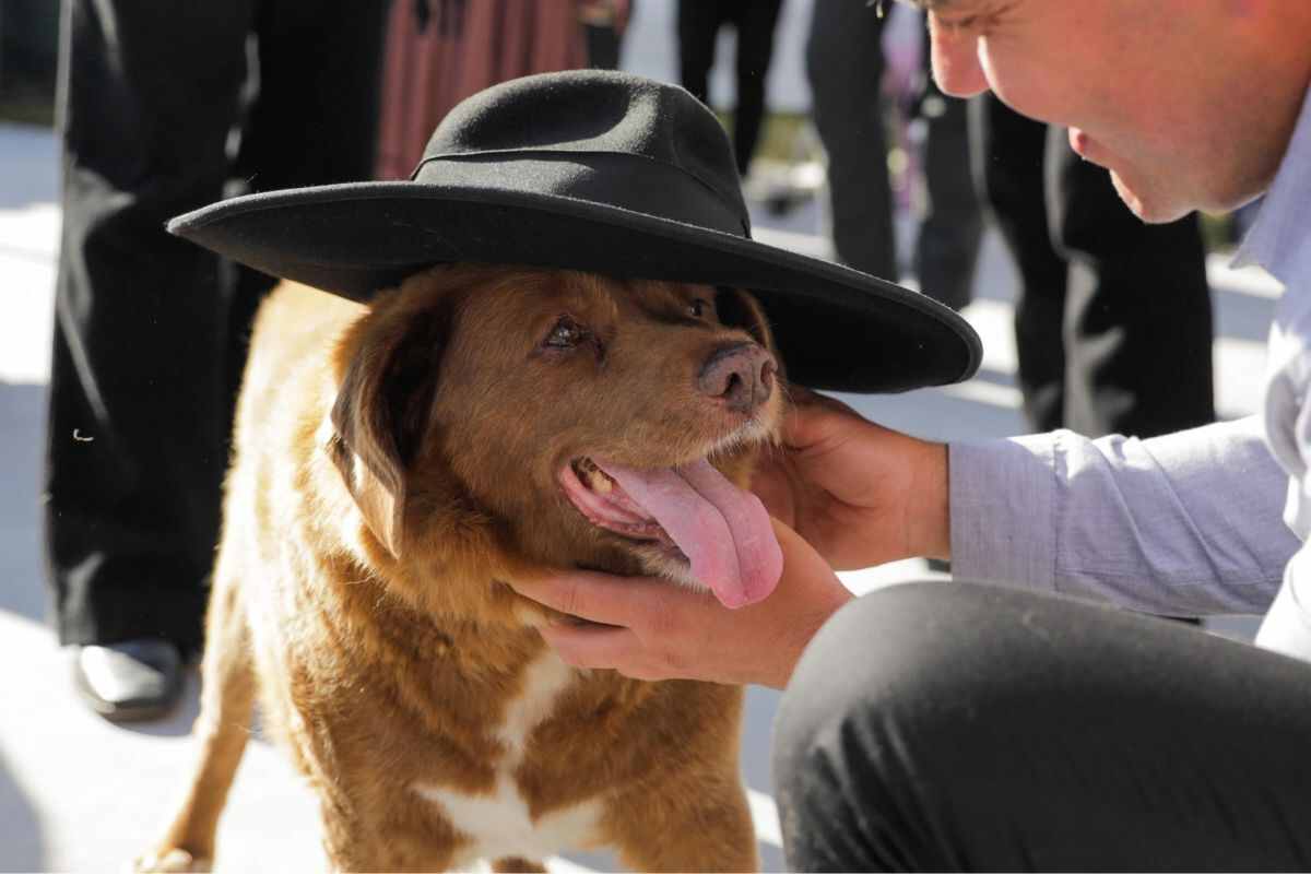 Bobi, chi è il cane più vecchio al mondo e quanti anni ha