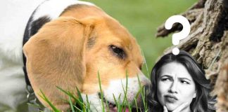 perché il cane mangia l'erba