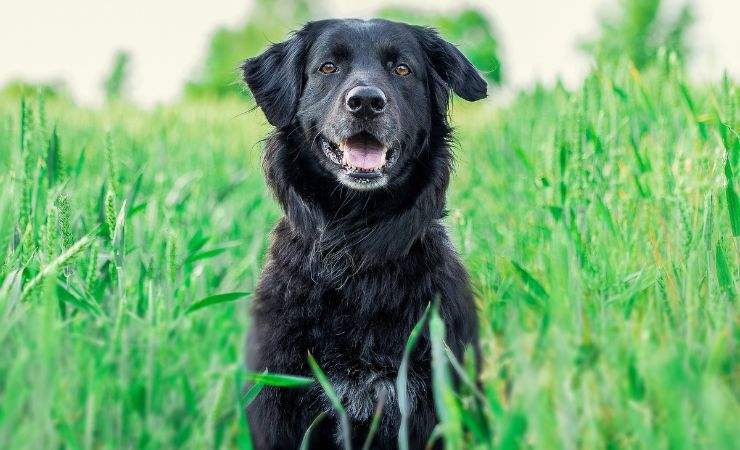 cane calore consigli esperto