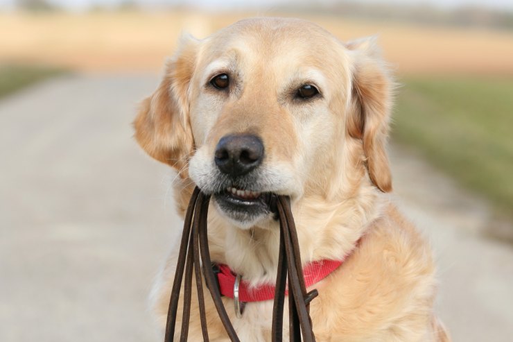 perché il cane morde il guinzaglio motivi soluzioni