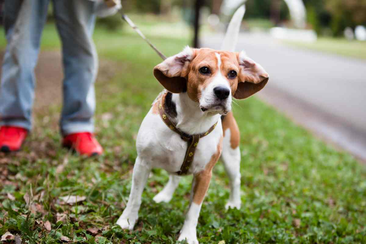 perché il cane morde il guinzaglio motivi soluzioni