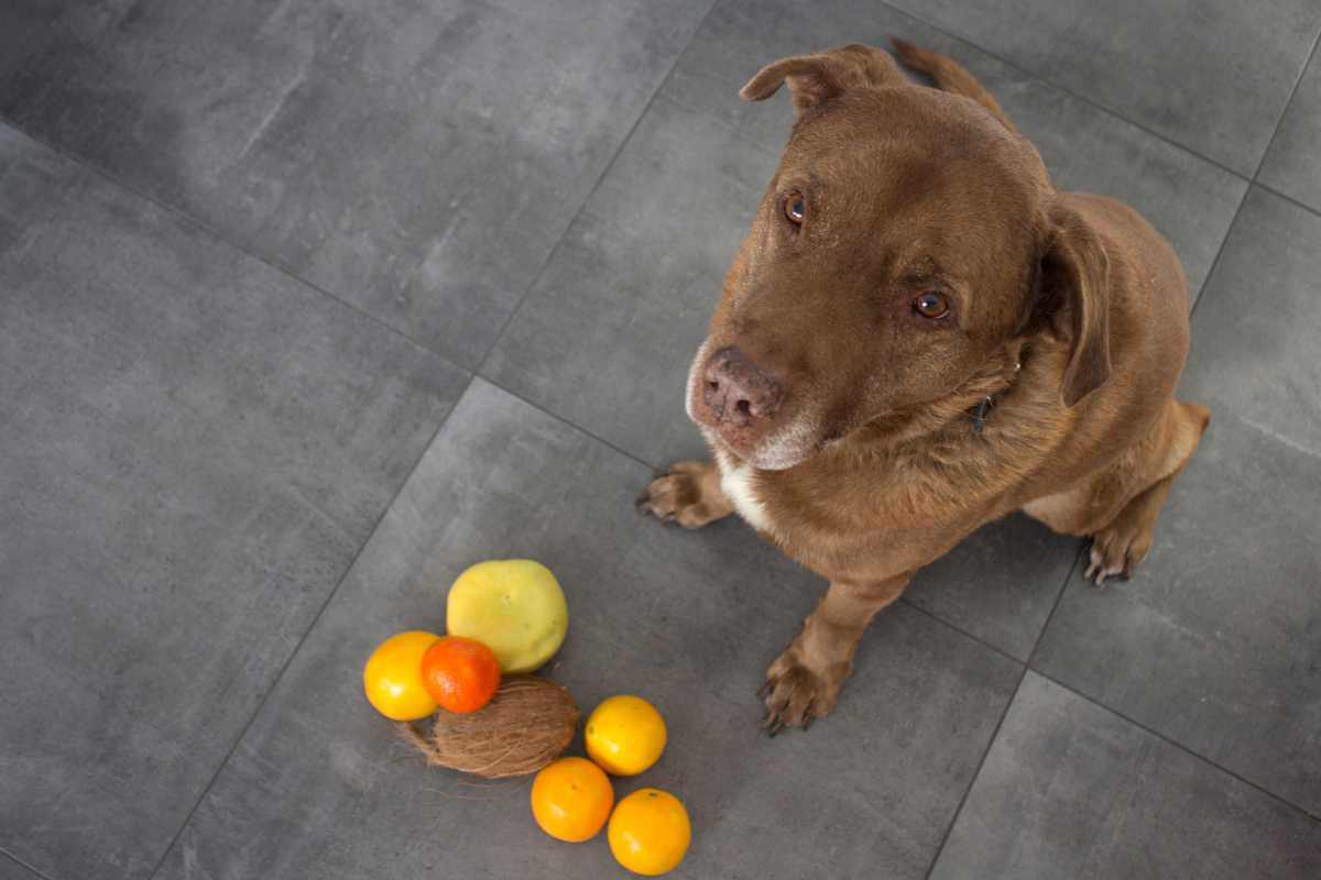 Quale frutta puo' mangiare il tuo cane