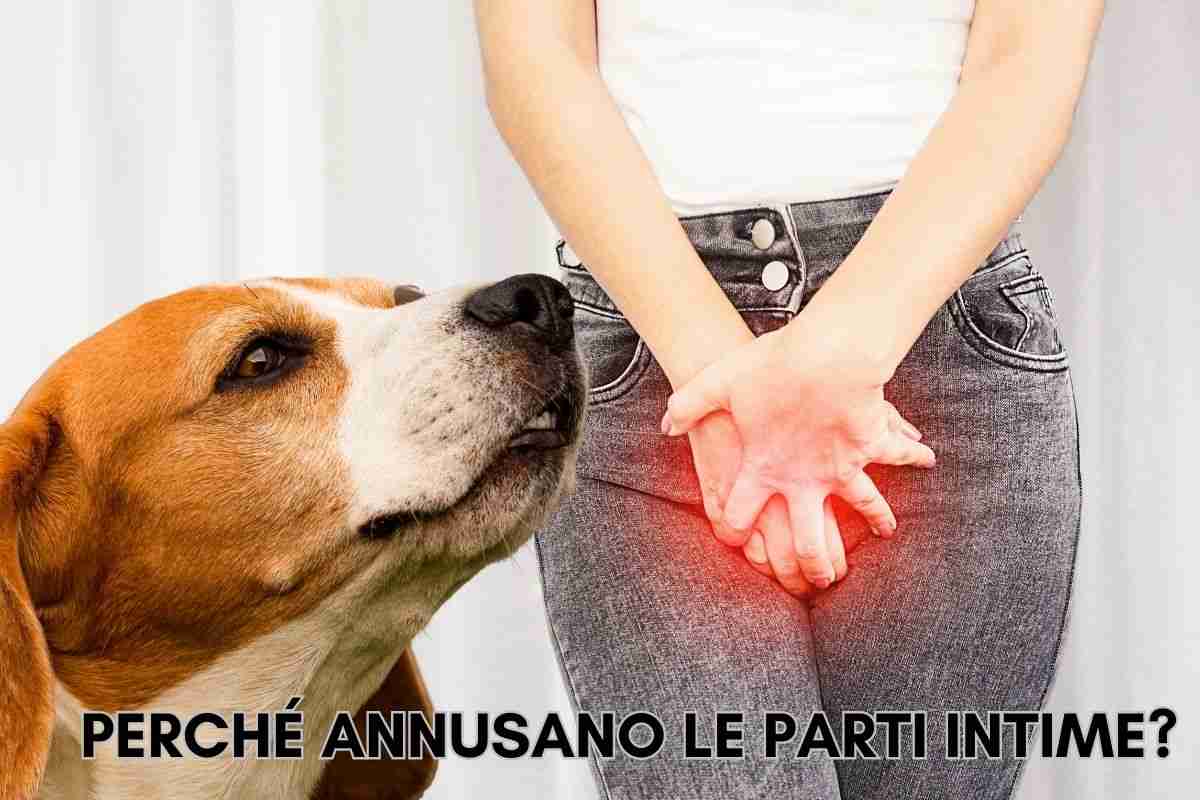 cani annusano parti intime