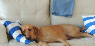 Cane pigro
