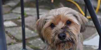 Cani sporcizia e puzza