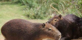 Animali domestici strani come il capibara