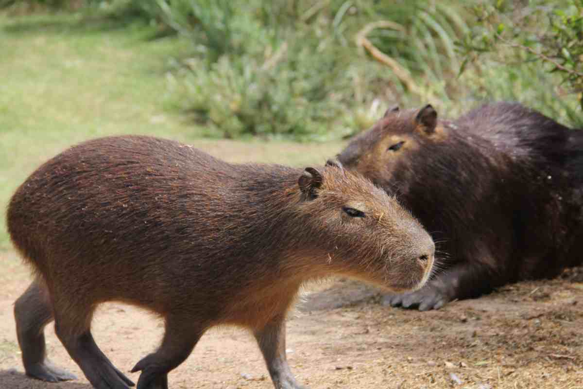Animali domestici strani come il capibara