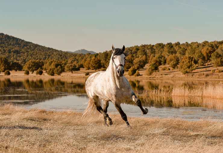 Cavallo