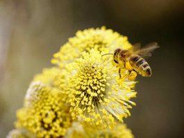 Biodiversità
