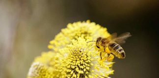 Biodiversità