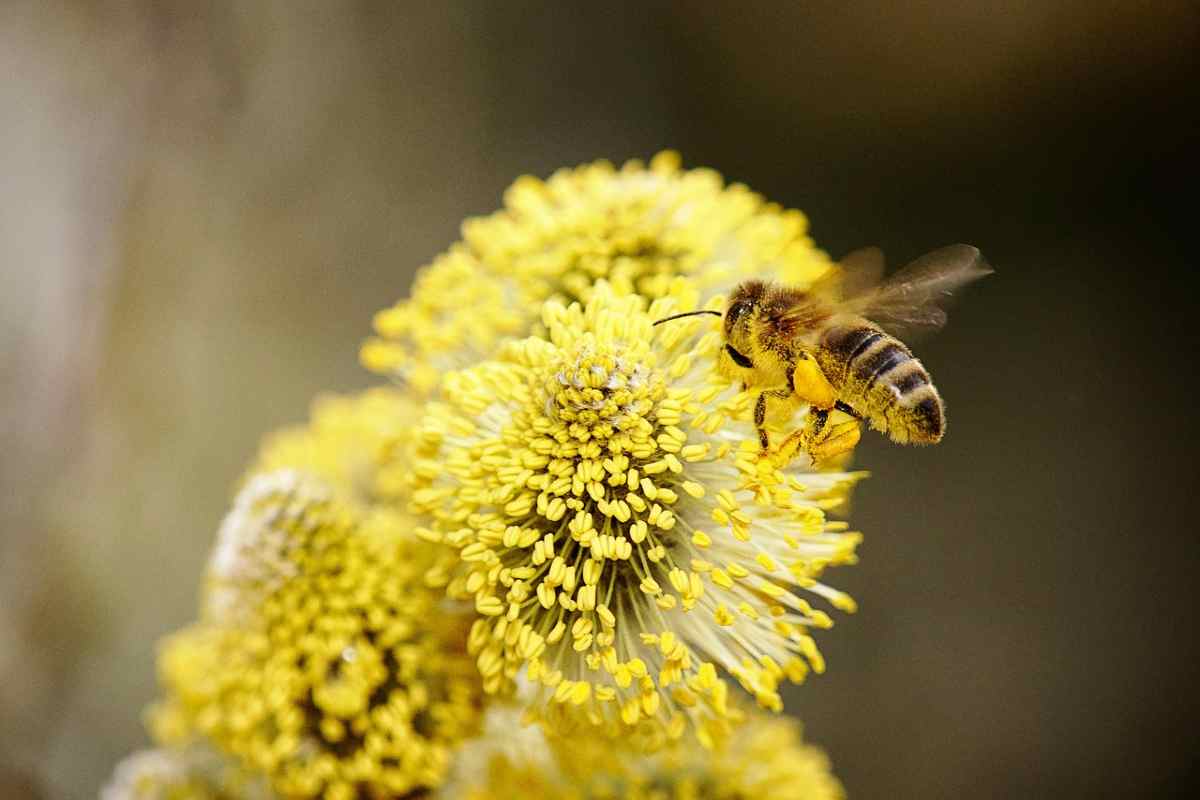 Biodiversità