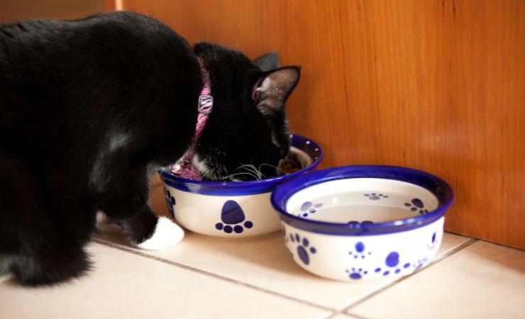 postazioni Acqua e cibo del gatto vanno separate