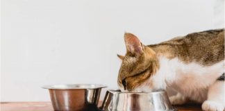 postazioni Acqua e cibo del gatto vanno separate