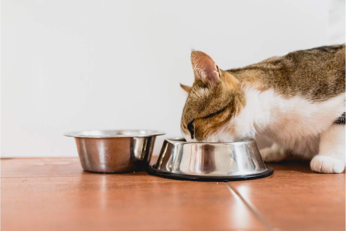 postazioni Acqua e cibo del gatto vanno separate