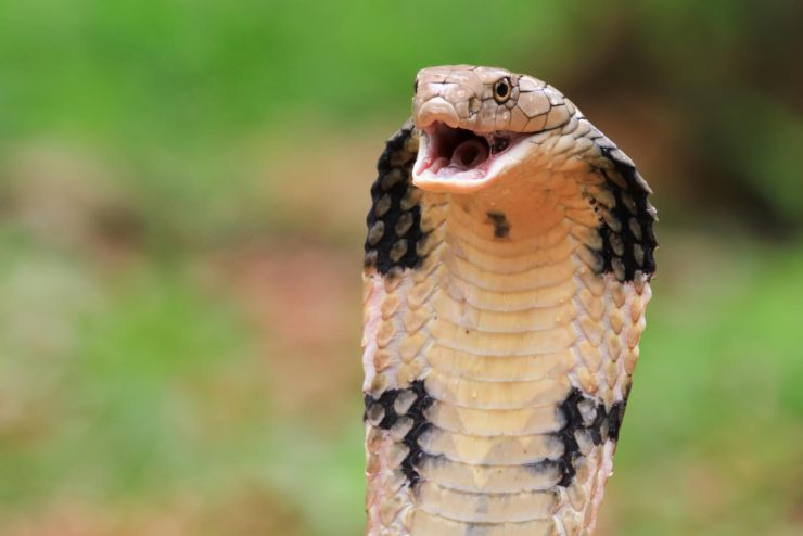 vipera serpente differenza come riconoscerle