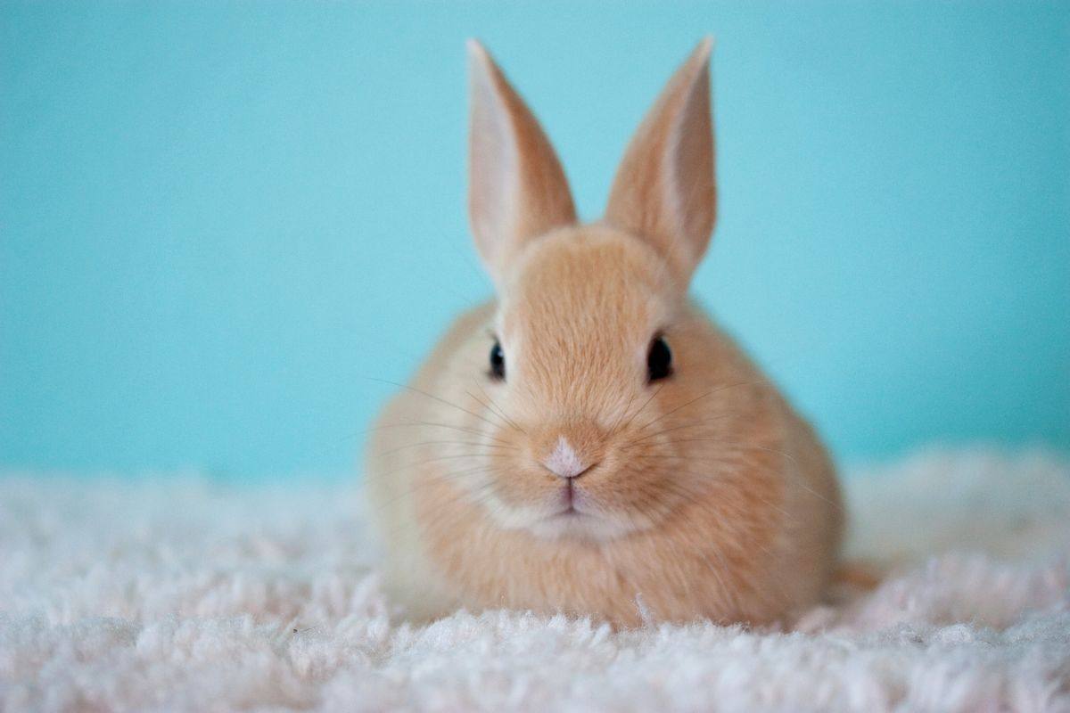 Bienestar y salud del conejo: ¿Qué alimentos nunca debe probar?