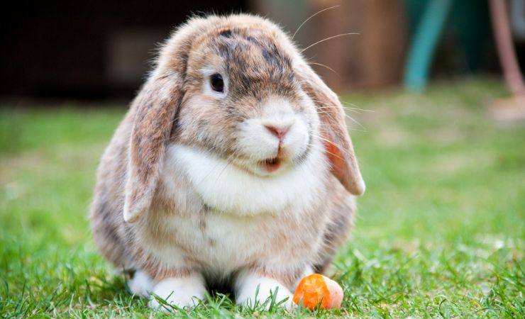 Alimentos prohibidos Salud del conejo