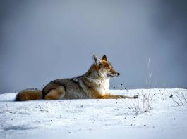 Parchi naturali e animali