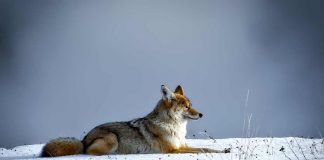 Parchi naturali e animali
