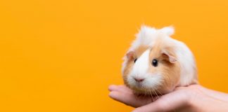 Mettere a rischio il criceto