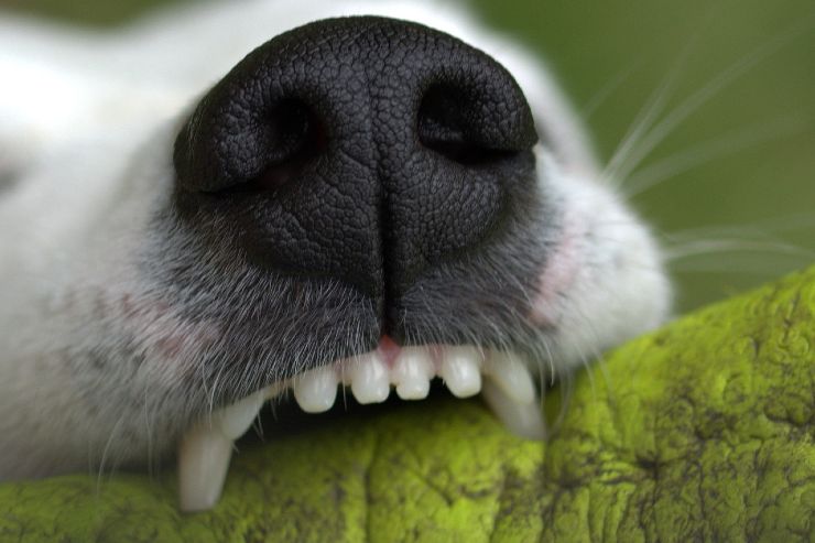 denti del cane