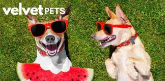 Frutta che puoi dare al tuo cane