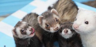 furetto curiosità animale