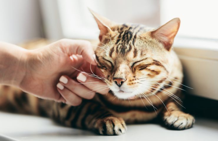 perchè il gatto non fa le fusa