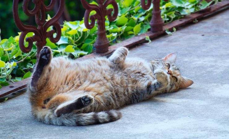 gatto balcone sicurezza rete