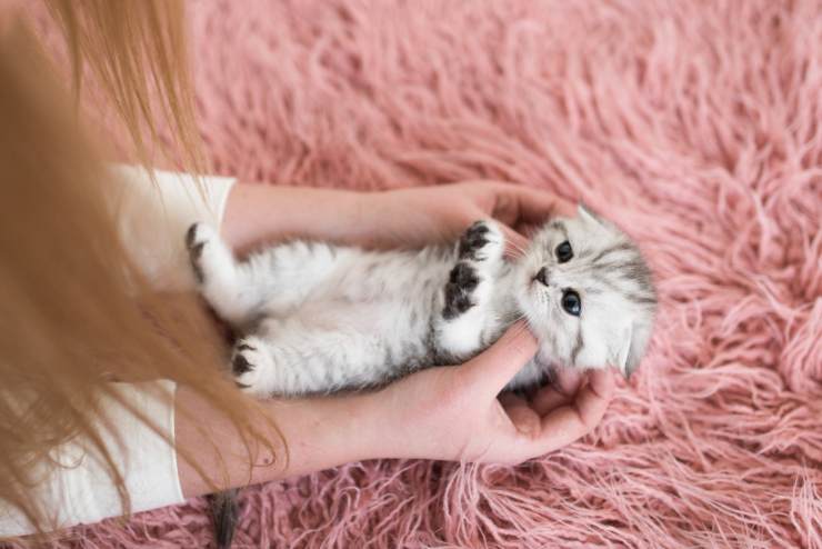 Personalità dei gatti cuscinetti a cosa servono forma