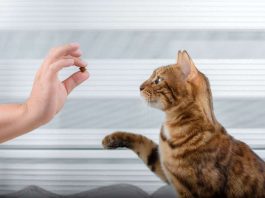 gatto intelligente test