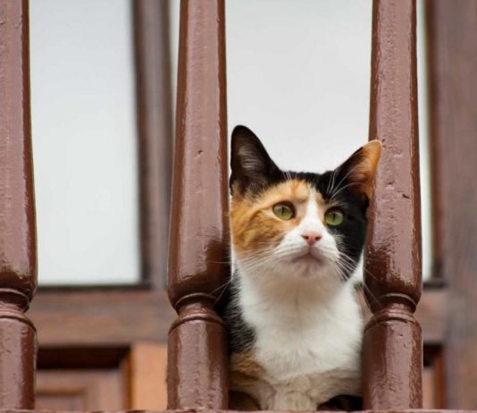 gatto balcone sicurezza cosa fare