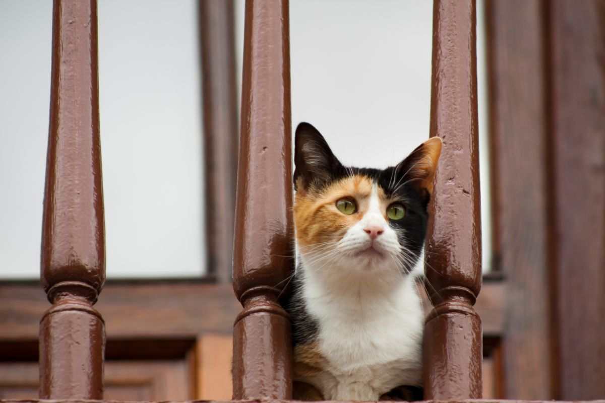 gatto balcone sicurezza cosa fare