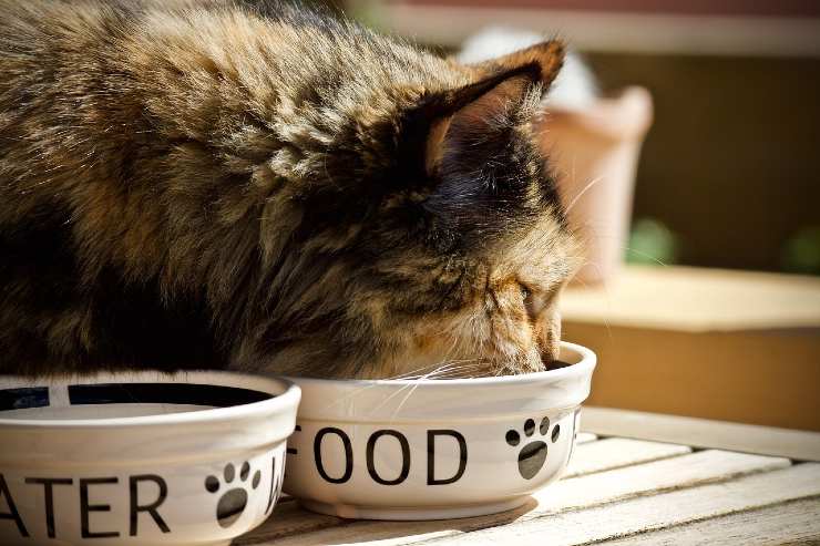 Gatto e ciotola di cibo