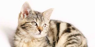 gatto e fusa