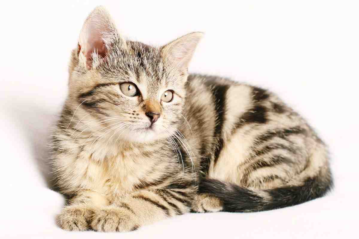 gatto e fusa