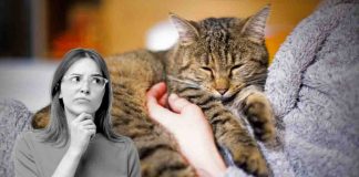 fusa gatto