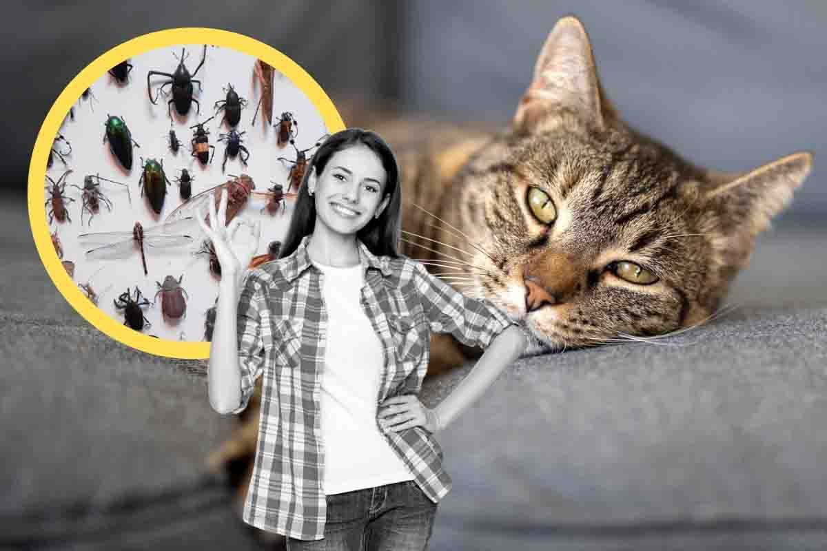 gatto domestico pericolo insetti