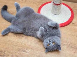 gatti pancia in su significato