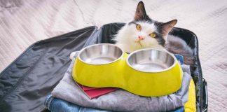 gatti siedono sui nostri oggetti e cose