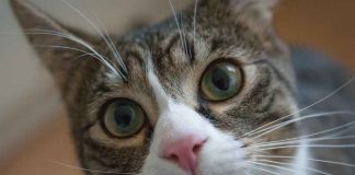 quando il gatto va sterilizzato benefici vantaggi