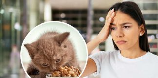 gatto smette di miagolare cause soluzioni