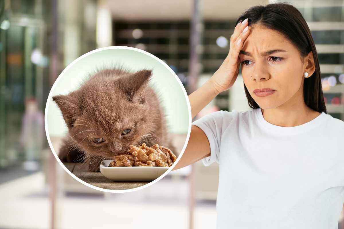 gatto smette di miagolare cause soluzioni