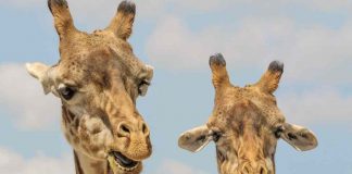 Giraffe e matematica