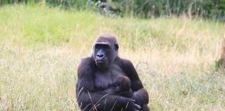 Gorilla cucciolo e mamma